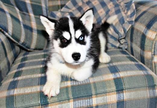 Gorgeous Siberian Husky Puppies available