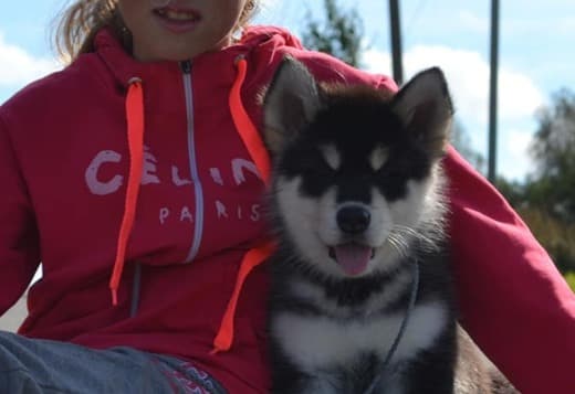Obedient Alaskan Malamute puppies available