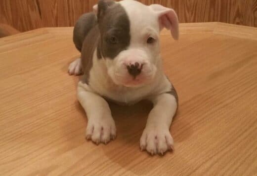 Potty Trained American Pitbull Terrier Puppies Ready for a New Home