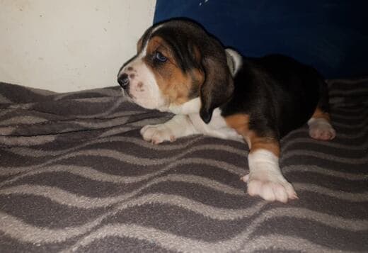 Cute Basset Hound puppies Searching For lovely homes