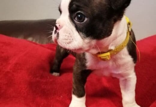 Healthy Boston Terrier Puppies Available