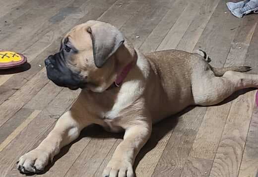 Top Quality Bullmastiff Puppies Available Now