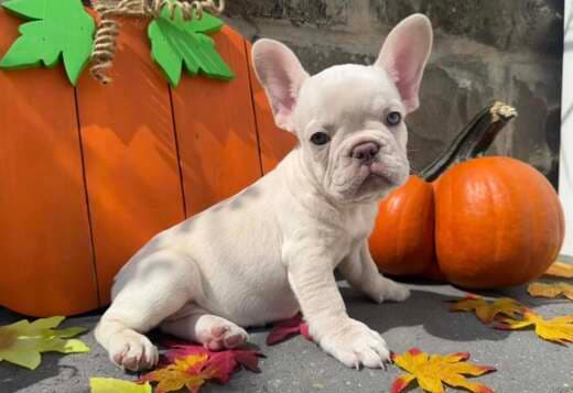 Amazing French Bulldog Puppies