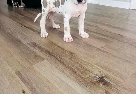 Champion bloodline Great Dane Puppies for sale