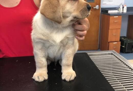 We Have Two Labrador Retriever Pups