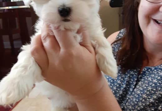 Hypoallergenic Teacup Maltese Puppies Looking for a New Home