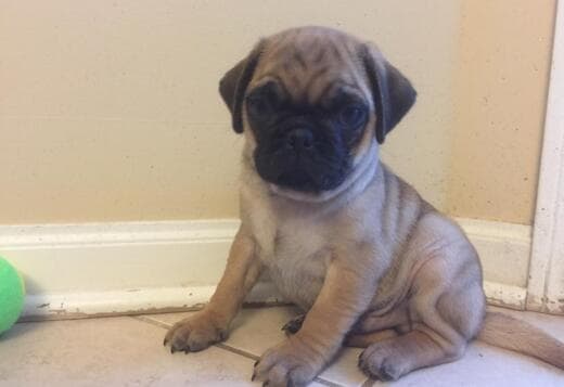 Pug Puppies Available For New Homes