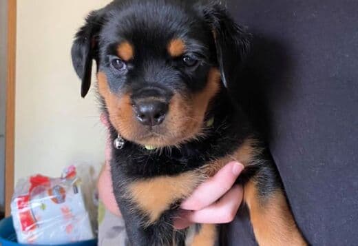 Home Raised Rottweiler Puppies