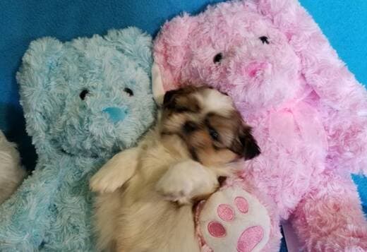 Adorable Shih Tzu Puppies