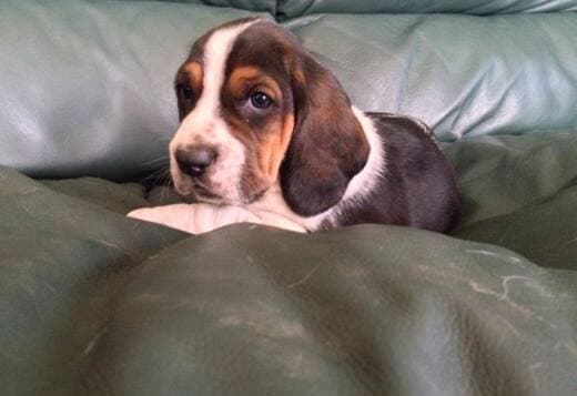Cute Basset Hound puppies Searching For lovely homes