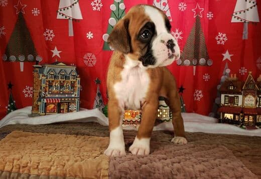 Healthy, Adorable Boxer Puppies Available
