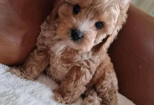 House Broken Cavapoo Puppies Available for Adoption