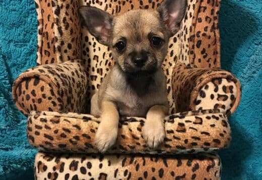 Potty Trained Chihuahua Puppies Looking for a New Home