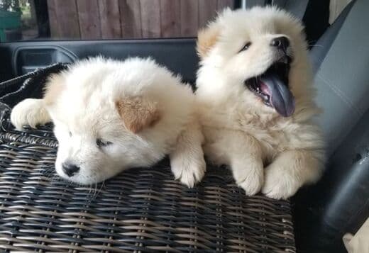 Affectionate Chow Chow Puppies For Rehoming