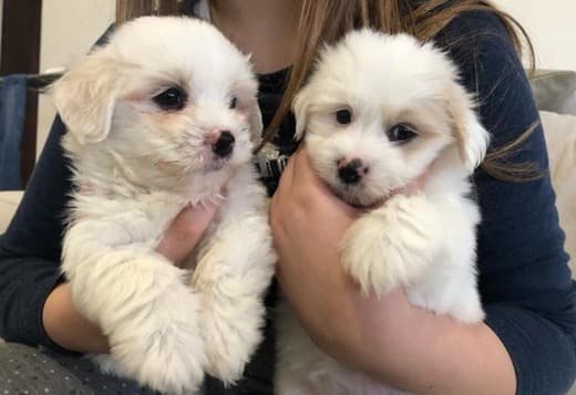 Coton De Tulear Puppies, Ready to Go.