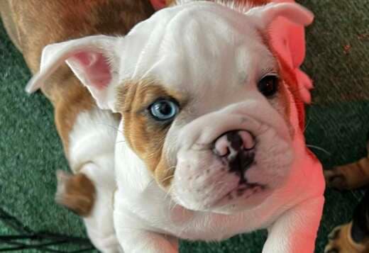 AKC Registered English Bulldog Puppies for Adoption