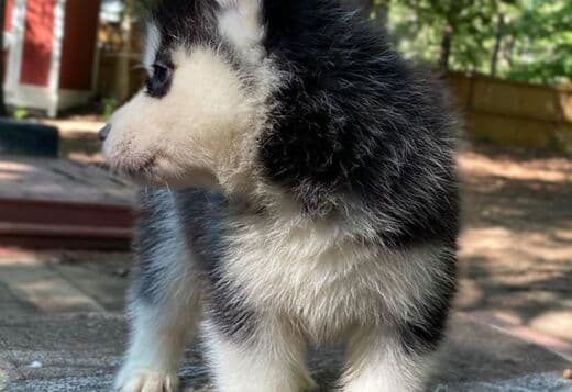 Gorgeous Siberian Husky Puppies available