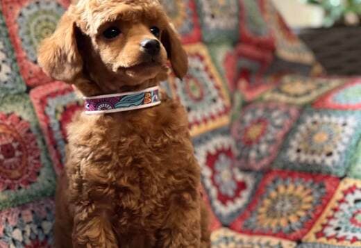 Toy Poodle Puppies for Sale