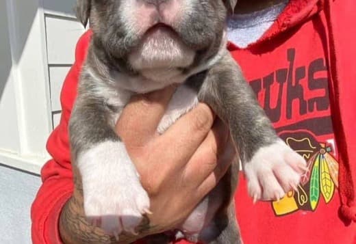 Pitbull puppies for sale