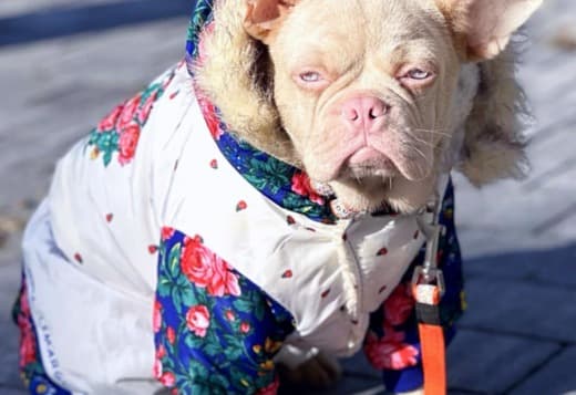 French Bulldog Pink boy