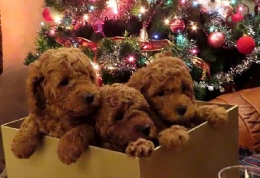 RED POODLES PREMIUM