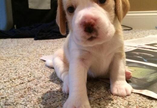 Adorable Beagle Puppies