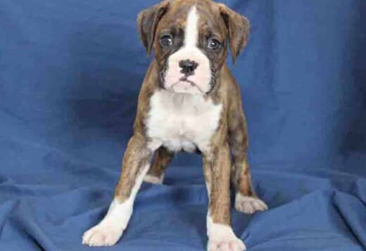 Healthy, Adorable Boxer Puppies Available