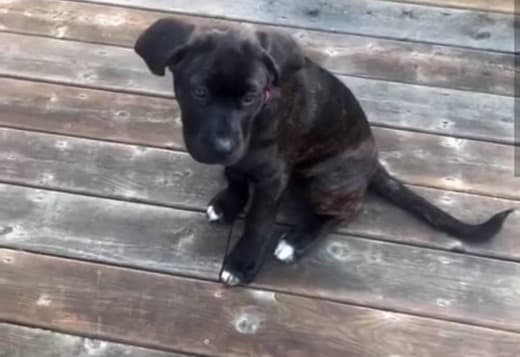 New Litter of Healthy Cane Corso Puppies for Adoption