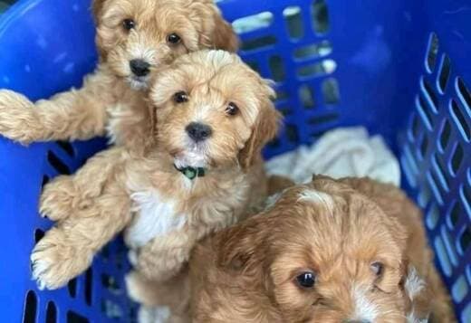 House Broken Cavapoo Puppies Available for Adoption