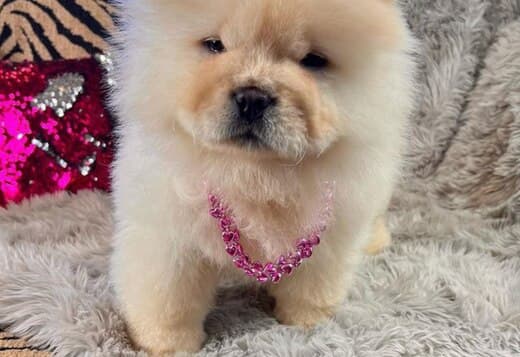 Affectionate Chow Chow Puppies For Rehoming