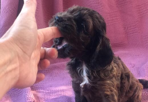 Home Raised Cockapoo Puppies ready to go