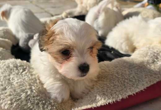 Coton De Tulear Puppies, Ready to Go.