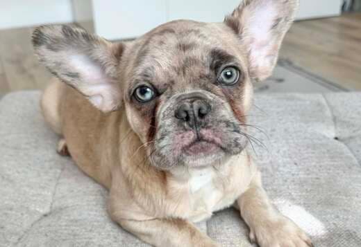 Amazing French Bulldog Puppies