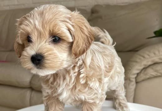 Magnificent Tea Cup Maltipoo Puppies