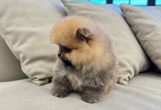 Beautiful Pomeranian Puppies For Sale.