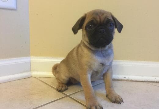 Pug Puppies Available For New Homes