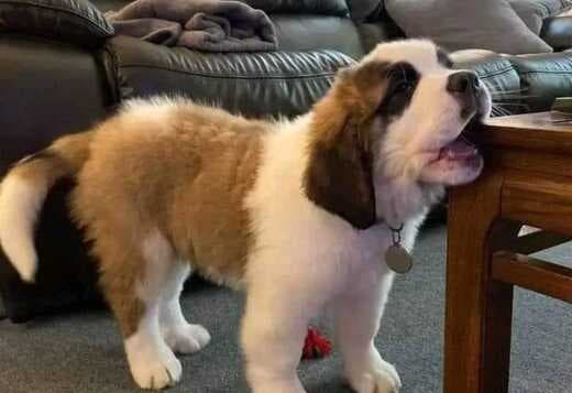 Lovely Saint Bernard Puppies