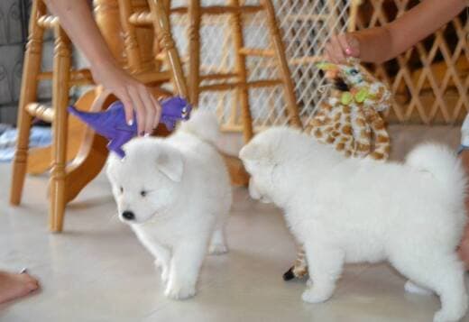 Adorable And Cute Little Samoyed Puppies
