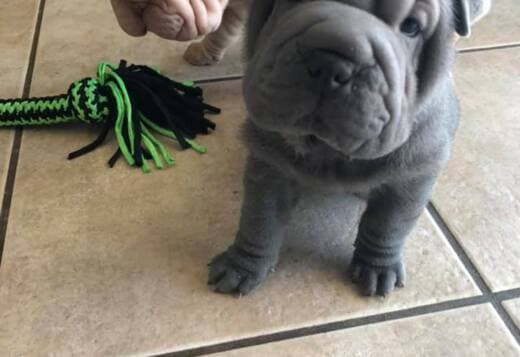 We Have Two Beautiful Shar Pei Puppies