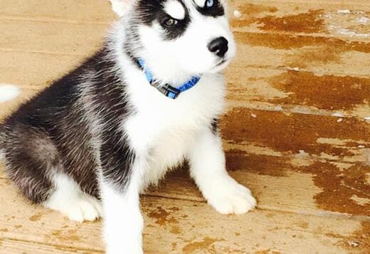 Gorgeous Siberian Husky Puppies available