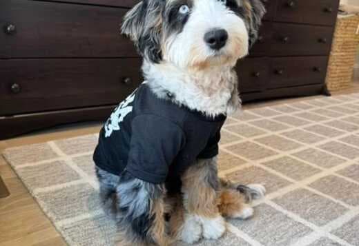 Charming Aussiedoodle puppies