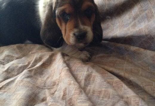 Cute Basset Hound puppies Searching For lovely homes