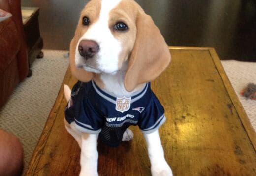 Adorable Beagle Puppies