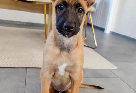 Well trained Belgian Malinois puppies