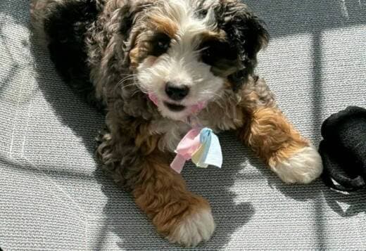 Beautiful Bernedoodle Puppies