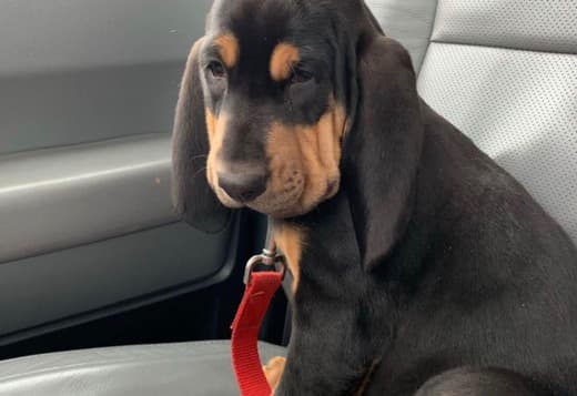 AKC Registered Bloodhound Puppies