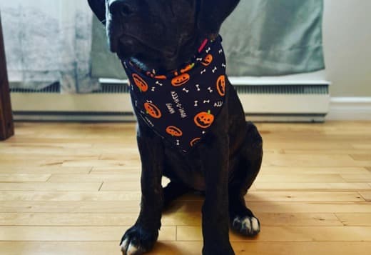 New Litter of Healthy Cane Corso Puppies for Adoption