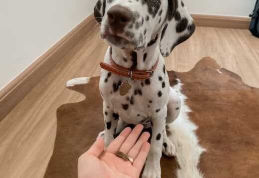 Male And Female Dalmatian Beautiful Puppies