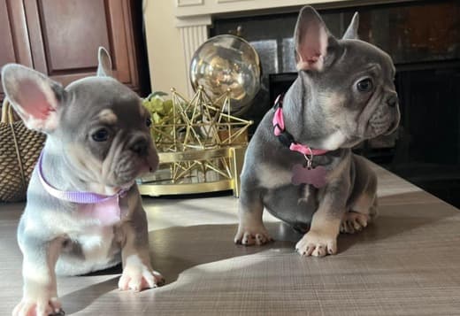 Amazing French Bulldog Puppies