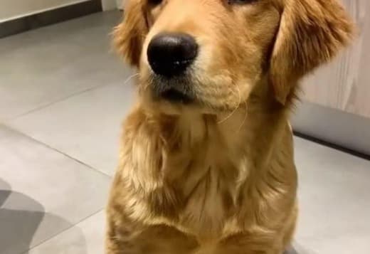 Registered Golden Retriever Puppies